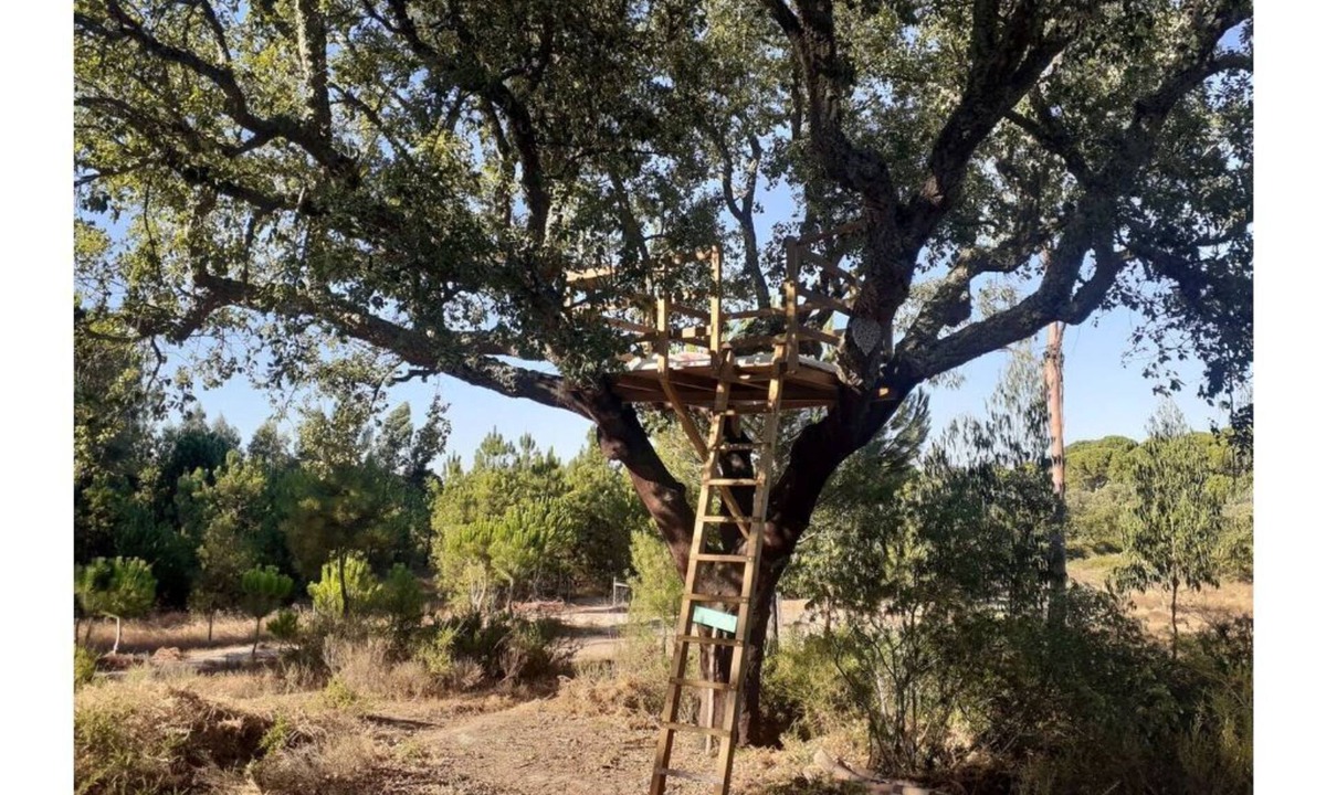 Vale de Mulheres House | Árvore dos Sonhos - Tree House