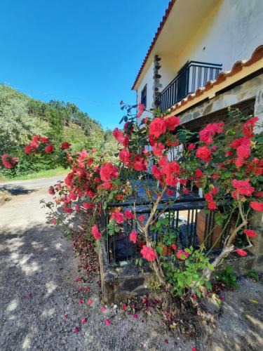 Pena Falcao House | Casa Penafalcão