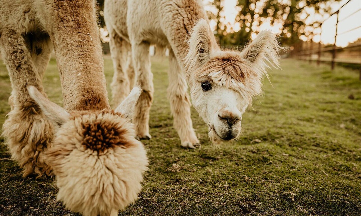 Exeter House | Hacienda de las Rosas Animal Sanctuary and Farm Experience