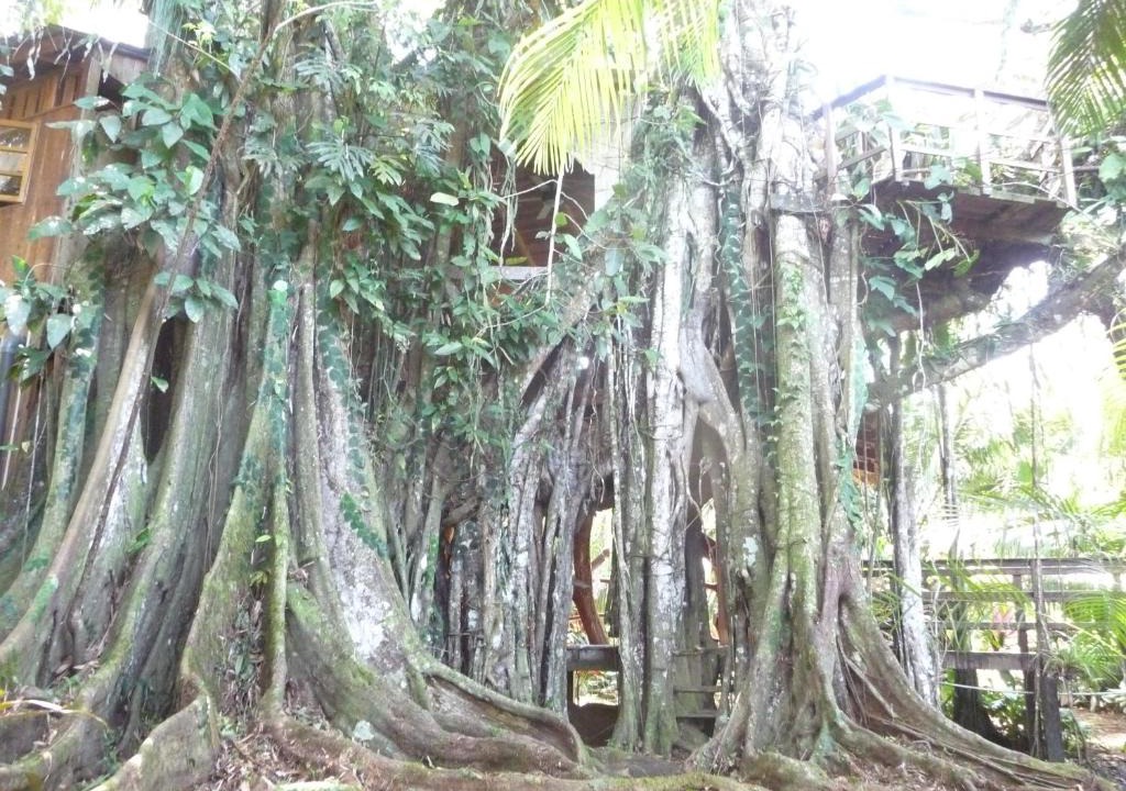 Cahuita House | Topos Tree House