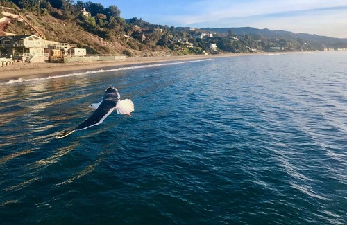 Central Malibu House | NOW SHORT TERM - Malibu Modern Garden Retreat with Private Beach