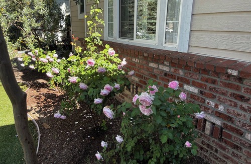 St. Helena House | Available the month September in St. Helena, the heart of the Napa Valley