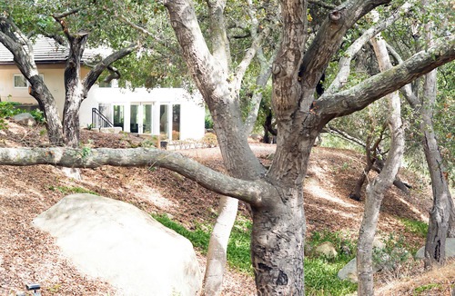 Cielito House | Beautiful Riviera Guest Suite in Private Forest, Conveniently Located Retreat