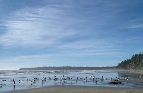 Ucluelet Cabin | Brand new cabin on large property