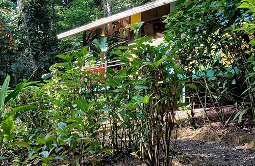 Chiguata Cabin | Cabaña Green Macaw - Jungle Retreat w/Plunge Pool