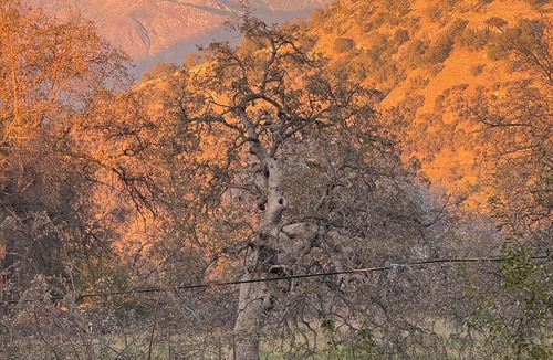 Three Rivers Cabin | Contemporarycabin inthe wilderness ofSequoiaNP Great stargazing.Pets Kiddos Free