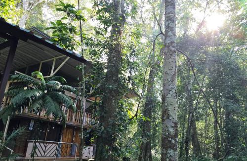 Ballena House | Cool Waters Jungle Hostel