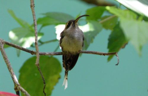 Chiguata Bed & Breakfast | El Colibri Lodge