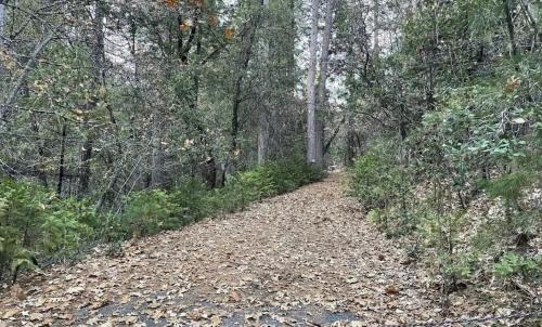 Phoenix Lake-Cedar Ridge Other | Gold Rush Historical Resort