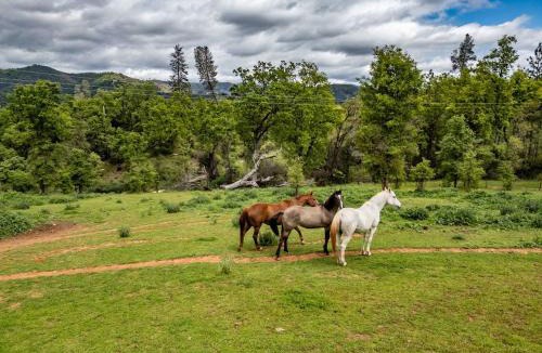 Midpines House | Homestead Ranch near Yosemite with Animals & Fresh Eggs