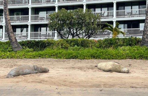 Historic Lahaina Front Street Apartment | Incredible ocean view above the palms! Lahaina Shores 603 is waiting for you.