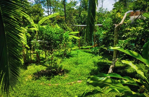 Cocles Apartment | Jungle house, house in the jungle 800mt from the sea, ideal to relax and rest.