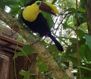 Cahuita House | Jungle Spirit Treehouse