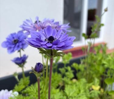 Alvito Bed & Breakfast | Monte da Palmeira