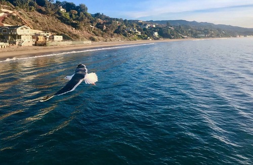Central Malibu House | NOW SHORT TERM - Malibu Modern Garden Retreat with Private Beach