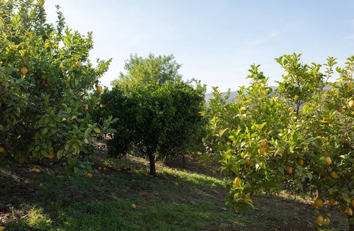 Fonte do Bispo Villa | Privacy villa in the middle of nature with private pool - 20 min from beach