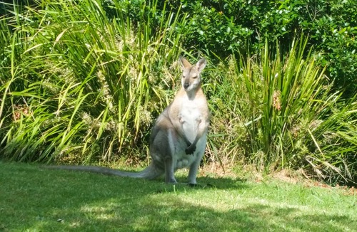 Wongawallan House | Reconnect Your Mind, Body and Soul.