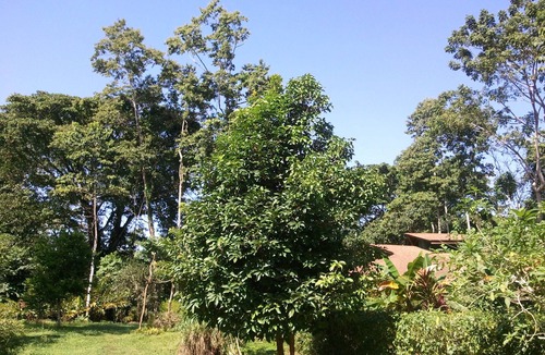 Cahuita House | Romantic bungalow in the middle of a tropical garden, close to the beach.