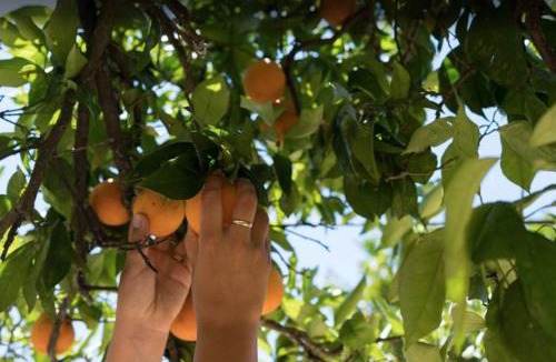Sargacal House | Rustic charm for groups at Orange Grove Farm