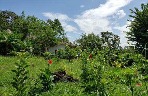Merida Cabin | The Jungle