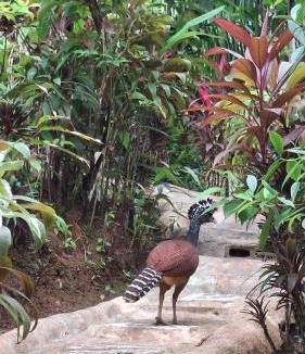 Drake Bay Hotel | Vista Alta Ecolodge Bahia Drake