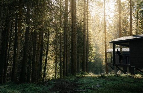 Fish Camp Cabin | Waybound Yosemite