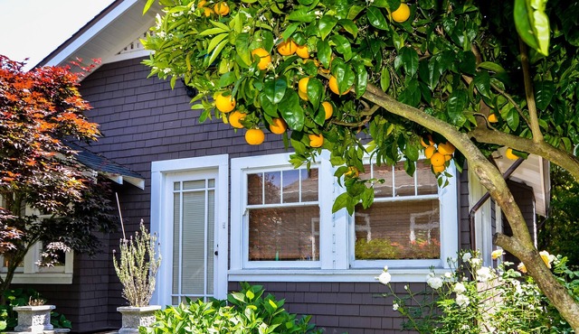 1 BR Large and sunny Garden Cottage in Downtown Mill Valley