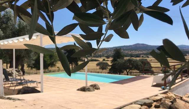 Almojanda 3 Olive Tree