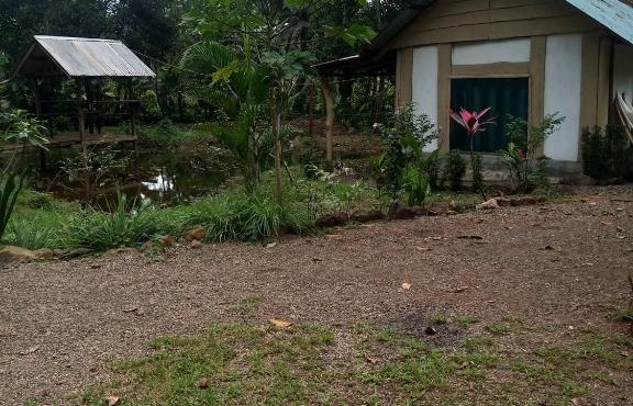 Cabinas Casa jungla