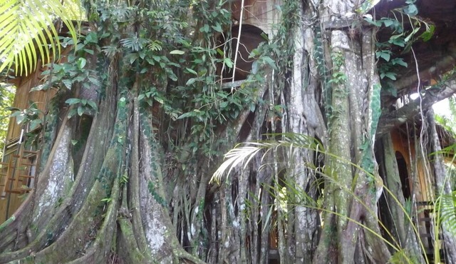 caribbean jungle tree house