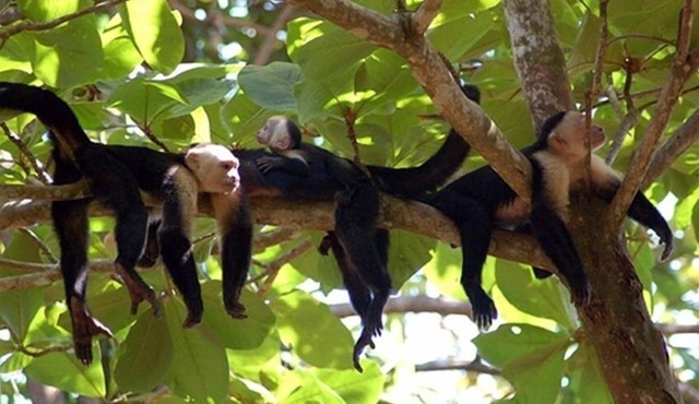 Casa Tres Monos- Stunning Garden/Beach Wildlife Viewing