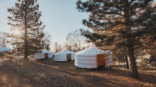 Cosy yurt at a nature retreat