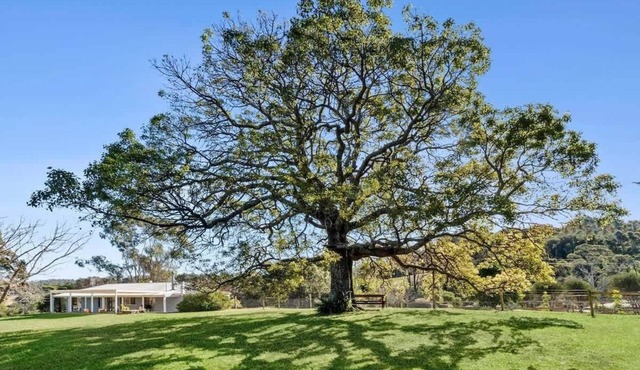 Kurrajong at Malua