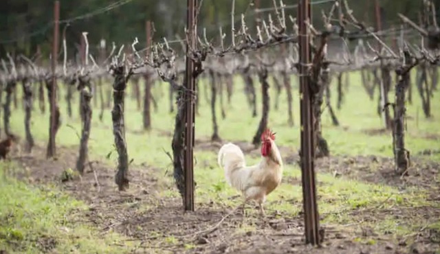 Mountain Vineyard Retreat.