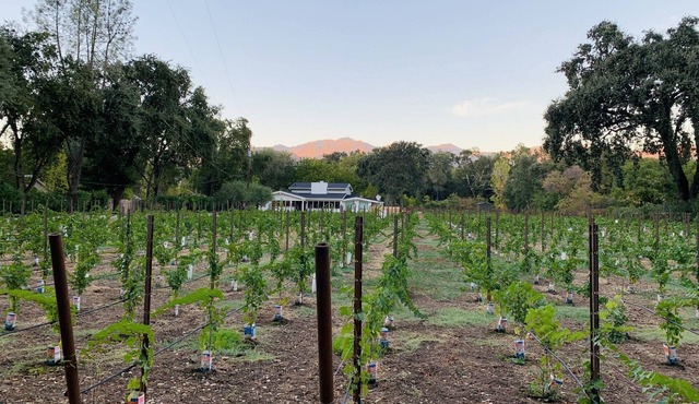 Napa Valley Vineyard Estate & Guest House w/hot tub
