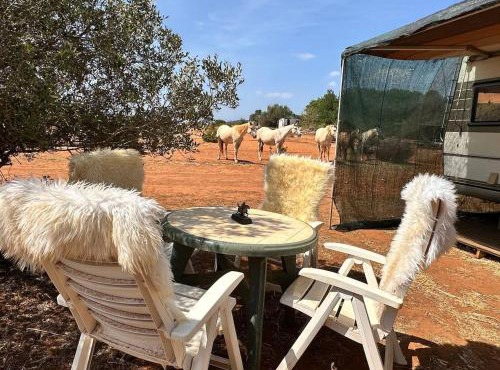 Pauls caravan for 4 - See the horses from your bed