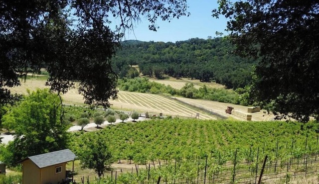 Tentrr Signature Site - Vineyard Glamping - Coleman Outfitted Site