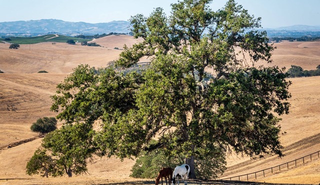 The Cottage at Loving Farm-A Vegan Sanctuary for Animal Lovers!