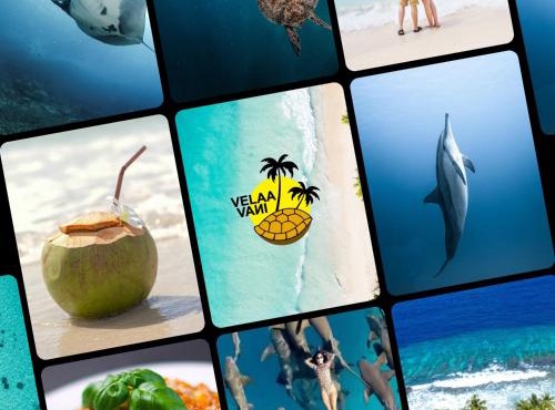 VelaaVani - Turtle Hive Dhiffushi