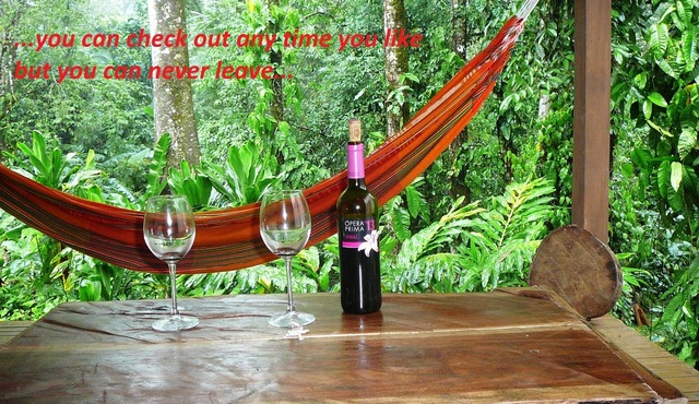 Welcome to the jungle! stylish jungle view apartments for nature lovers