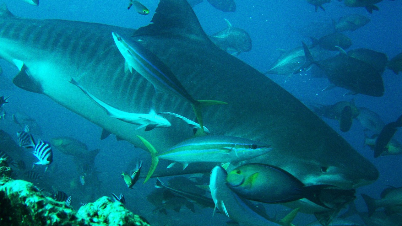 Photo of Outdoor in Pacific Harbour