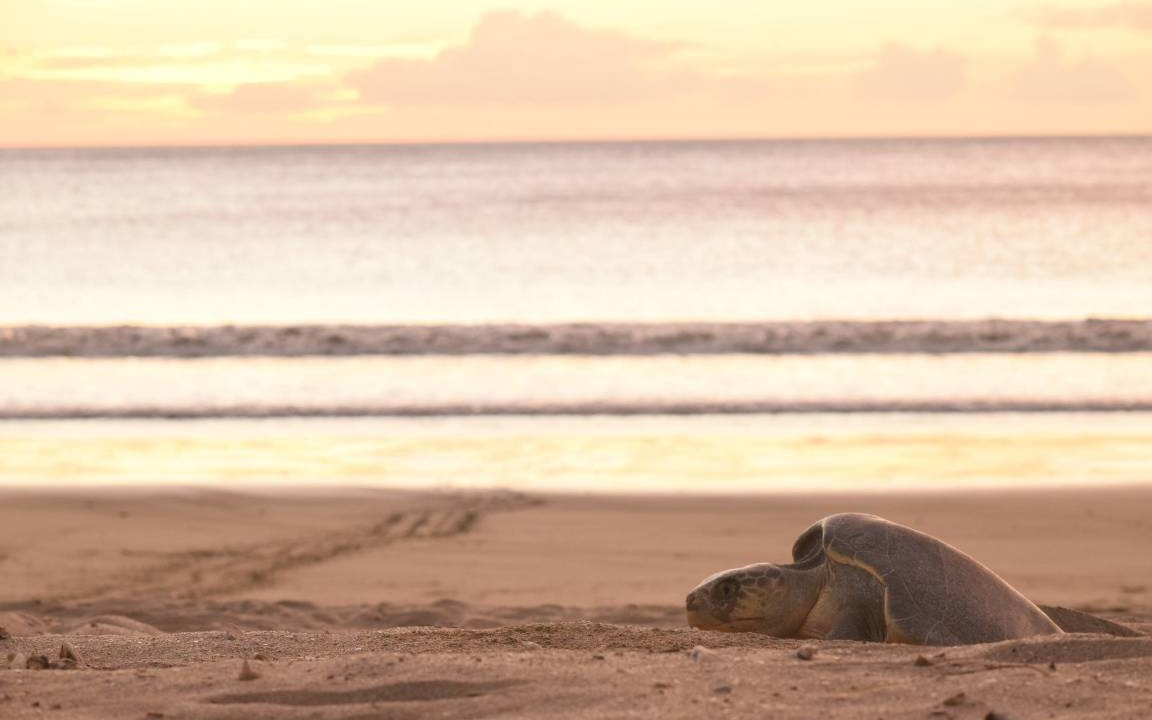 Photo of Others in San Juan del Sur