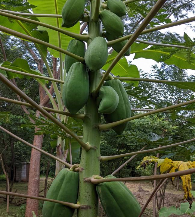 Photo of Others in Las Fincas de Escamequita
