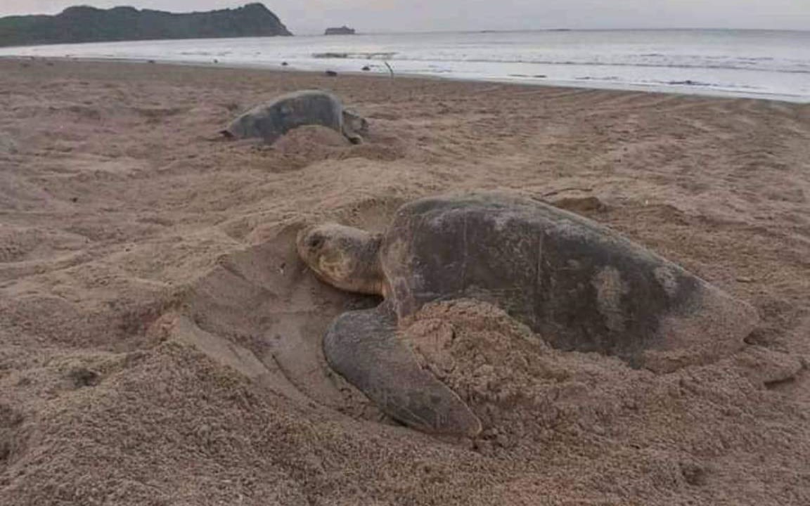 Photo of Others in San Juan del Sur