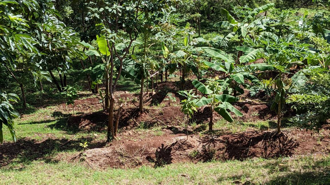 Photo of Others in Las Fincas de Escamequita