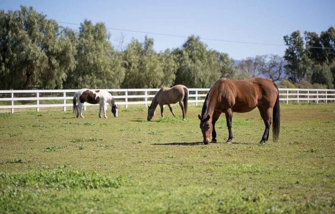 Photo of Others in Santa Ynez