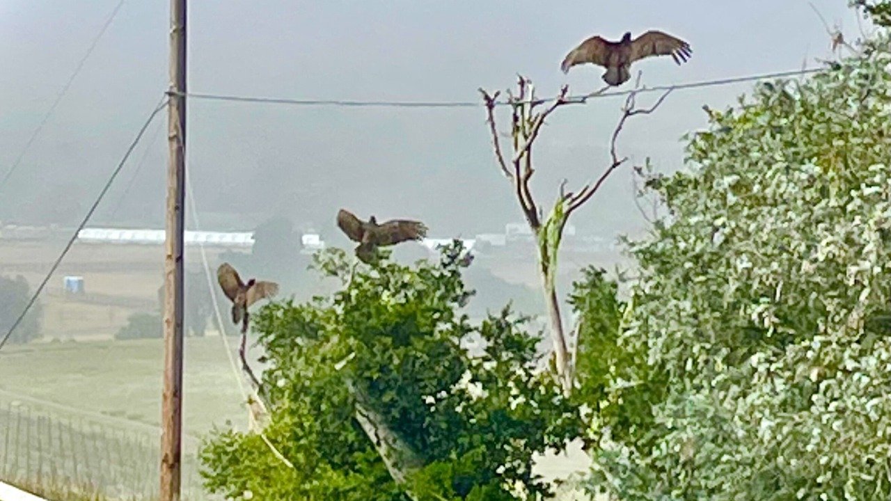 Photo of Others in Santa Ynez Valley