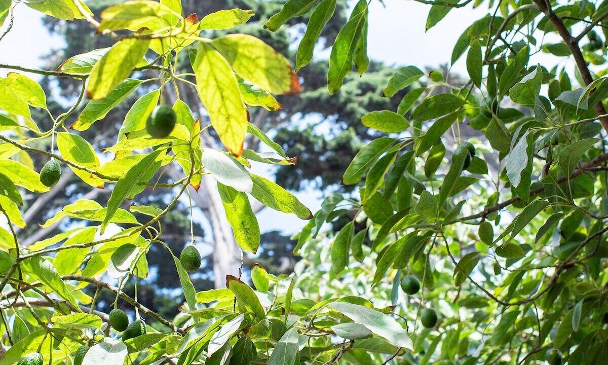 Photo of Outdoor in Montecito