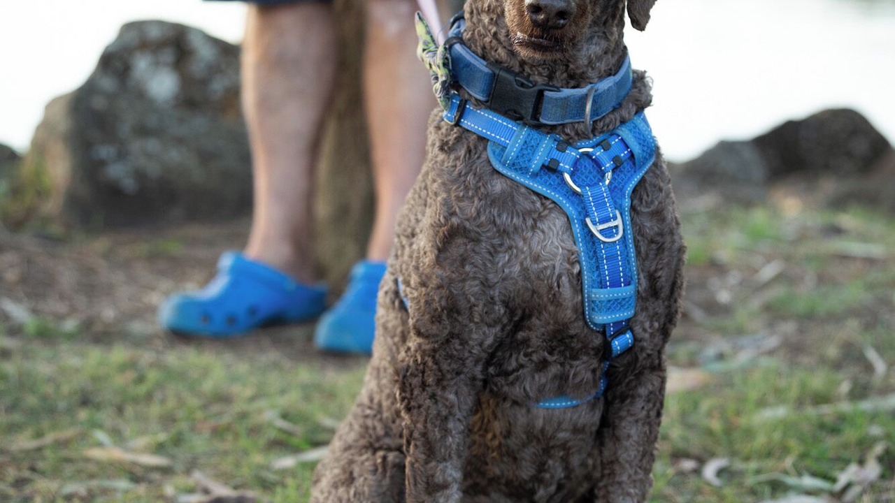 Photo of Others in Brunswick Heads
