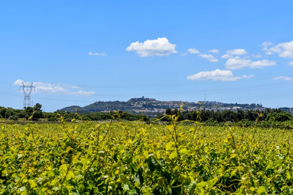 Photo of Outdoor in Palmela